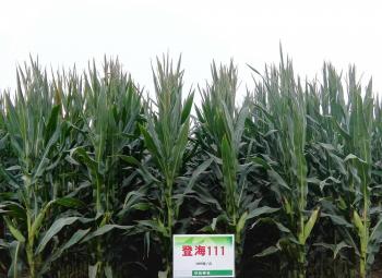 thumb_350_255_20200304102508342