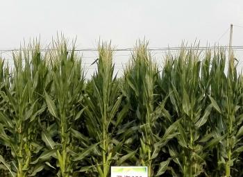 thumb_350_255_20200304104112902